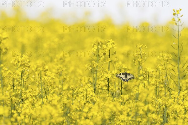 A swallowtail (Papilio machaon) sitting on yellow flowers in a flowering rape field symbolising