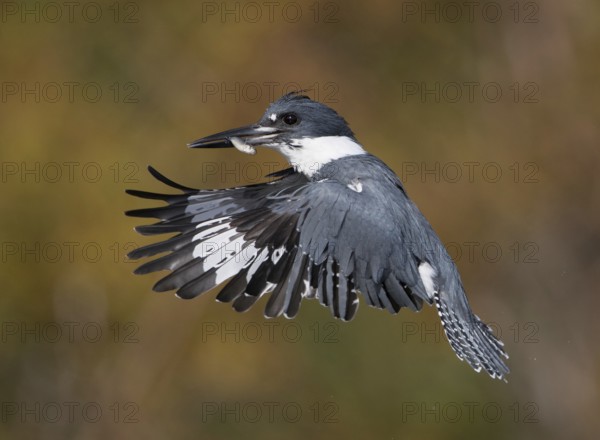 Belted Kingfisher (Megaceryle alcyon) male flying with fish prey in its beak, Florida, USA, North