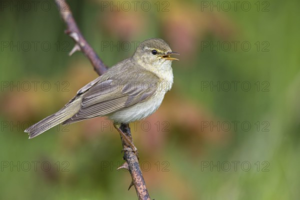 Willow Warbler (Phylloscopus trochilus) singing from a thorny branch, Poland, Europe