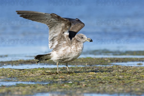 Pacific Gull (Larus pacificus georgii) juvenile flapping, South Australia, Australia, Oceania