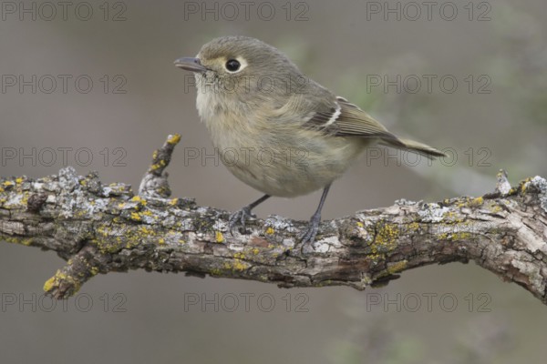 Hutton's Vireo (Vireo huttoni) male, California, USA, North America