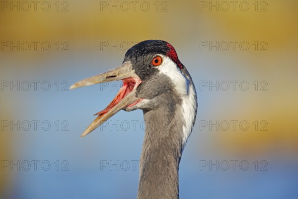 Common Crane, Grus grus, big bird in the nature habitat, Lake Hornborga, Sweden. Wildlife scene