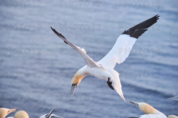 Northern gannet (Morus bassanus) flying over the sea at sunset, argiung with others while landing,
