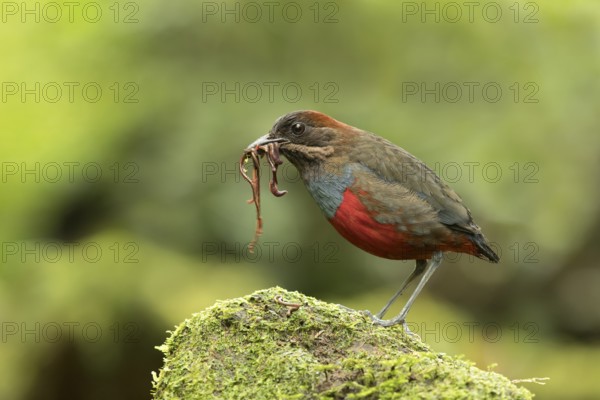 Whiskered Pitta (Erythropitta kochi) male perched on mossy stone with earthworms in beak, Quezon,