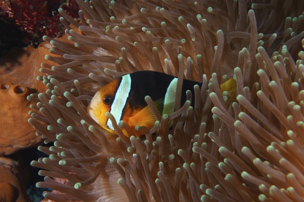 A colourful Clark's anemonefish (Amphiprion clarkii) hides protected in a sea anemone, dive site