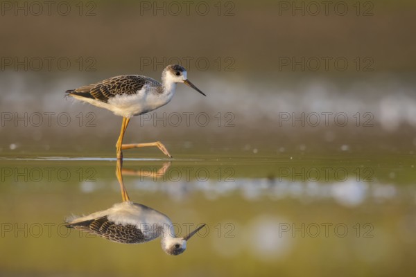 Black-winged Stilt (Himantopus himantopus) juvenile foraging, North Rhine-Westphalia, Germany,