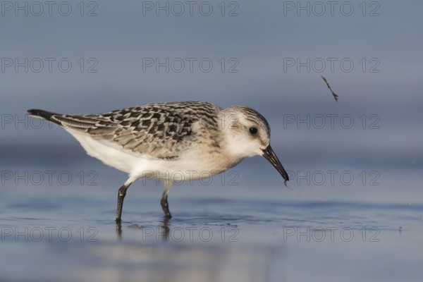 Sanderling (Calidris alba) foraging, Mecklenburg-Western Pomerania, Germany, Europe