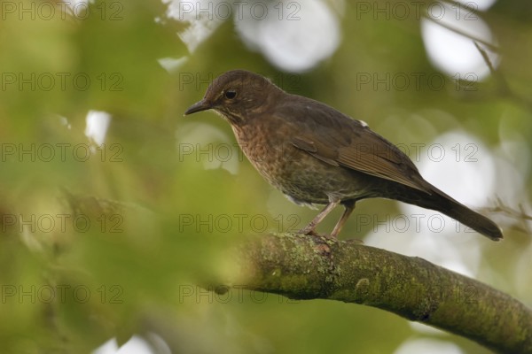 Common Blackbird (Turdus merula) female perched on a branch, North Rhine-Westphalia, Germany,
