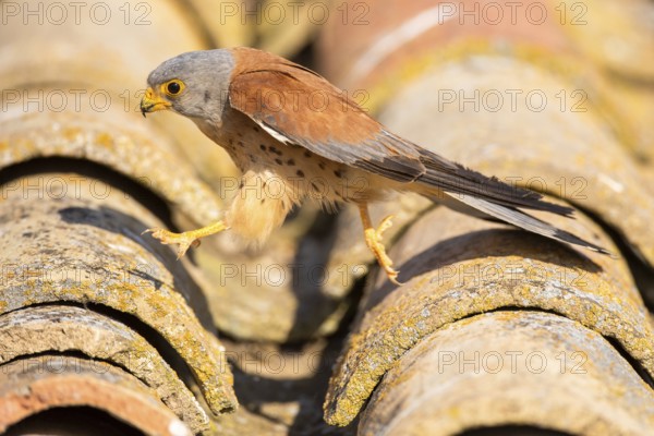 Lesser Kestrel (Falco naumanni) male on a roof, Castile-La Mancha, Spain, Europe