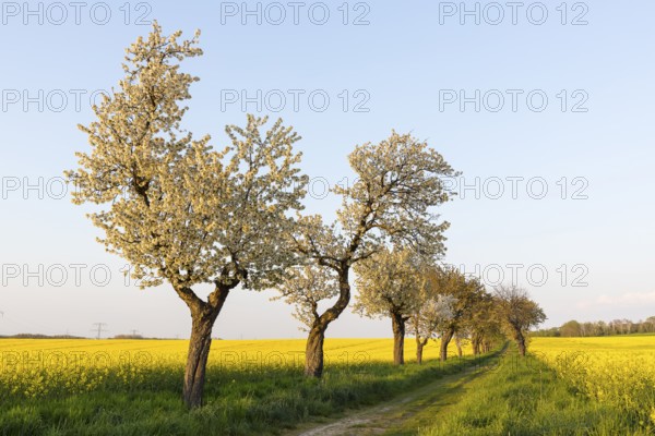 Alley with blossoming fruit trees between rape fields in bloom, field path near Wölkisch, Saxon