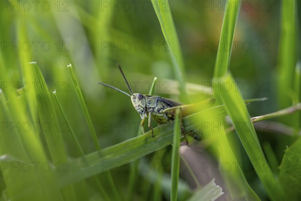Great green bush cricket (locusta), grasshopper, on a blade of grass in a meadow, Tyrol, Austria,