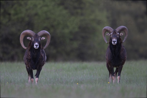 European mouflon (Ovis gmelini musimon, Syn.: Ovis orientalis musimon, Ovis aries musimon),