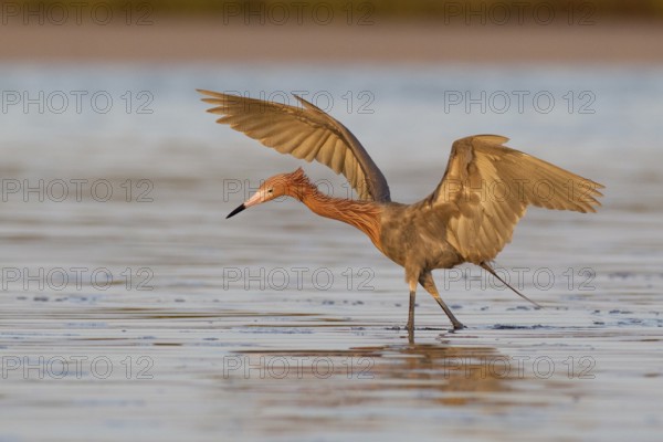Reddish Egret (Egretta rufescens), Florida, USA, North America