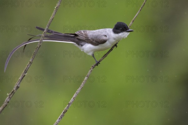 Fork-tailed Flycatcher (Tyrannus savana) perched on a branch in the Atlantic rainforest of