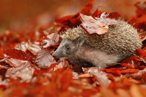 European Hedgehog, Erinaceus europaeus, on a green moss at the forest, photo with wide angle.