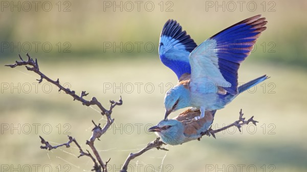 European Roller (Coracias garrulus) pair mating, Hungary, Europe