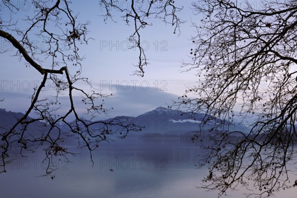 Morning atmosphere at Lake Zug with a tree in the foreground, the Rigi in the background, Cham,