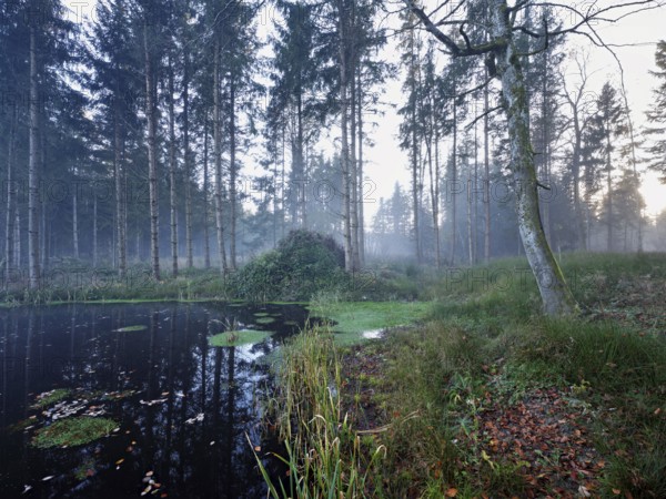 Ballmoos forest reserve, raised bog in the fog, Lieliwald, Lindenberg, Horben, Canton Lucerne,