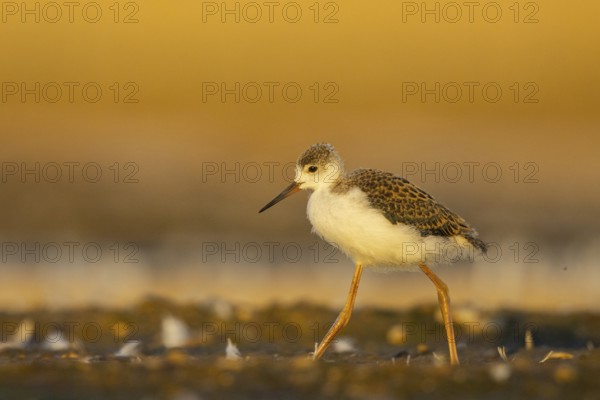 Black-winged Stilt (Himantopus himantopus) juvenile foraging, North Rhine-Westphalia, Germany,