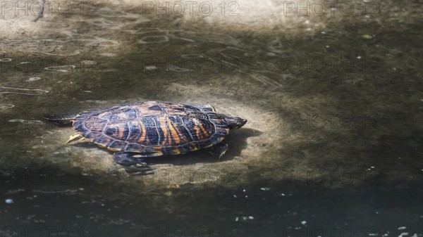 Yellow-cheeked tortoise (Trachemys scripta scripta), resting on a rock by the water, peaceful