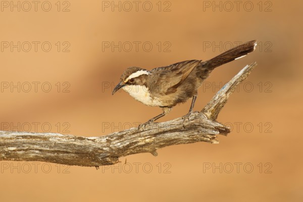 White-browed Babbler (Pomatostomus superciliosus), Victoria, Australia, Oceania