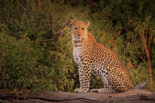 African Leopard, Panthera pardus shortidgei, Hwange National Park, Zimbabwe. Wild cat Hidden