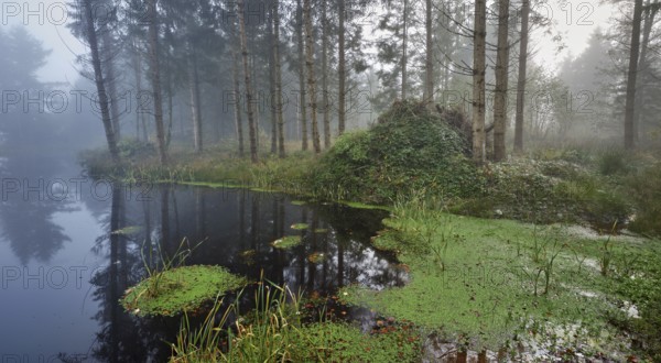 Ballmoos forest reserve, raised bog in the fog, Lieliwald, Lindenberg, Horben, Canton Lucerne,