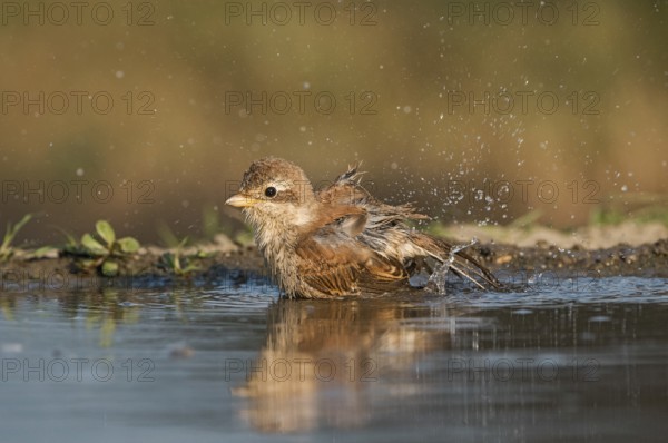 Red-backed Shrike (Lanius collurio) juvenile bathing, Aosta Valley, Italy, Europe
