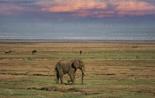 Afrikanischer Elefant (Loxodonta africana) einsamer Bulle streift durch Savanne, Serengeti National