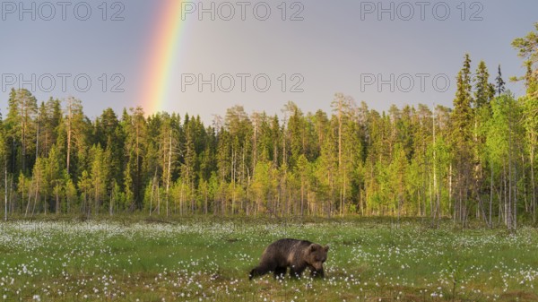 Eurasian Brown Bear (Ursus arctos) walking in front of rainbow in cottongrass forest glade,