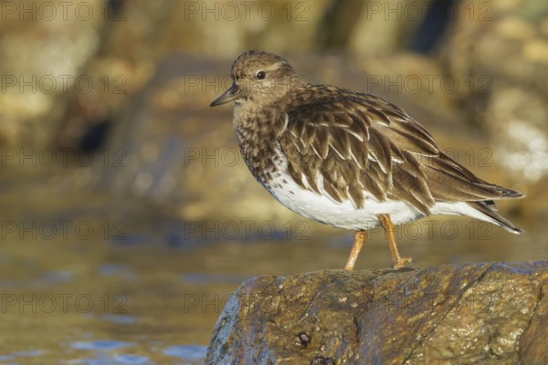 Black Turnstone (Arenaria melanocephala) feeding along the shoreline in Victoria, BC, Canada, North