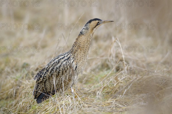 Rohrdommel (Botaurus stellaris), Bittern, Altvogel im Winter, Februar, Muenster,