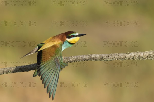 European Bee-eater (Merops apiaster) female perched on a branch stretching wings, Portalegre,