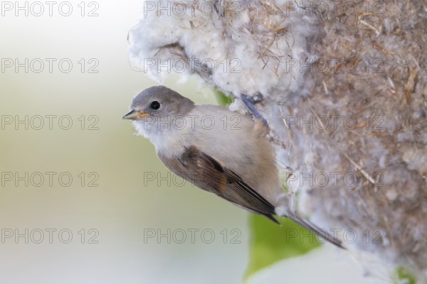 Eurasian Penduline Tit (Remiz pendulinus) juvenile, one week after leaving the nest, Saxony-Anhalt,