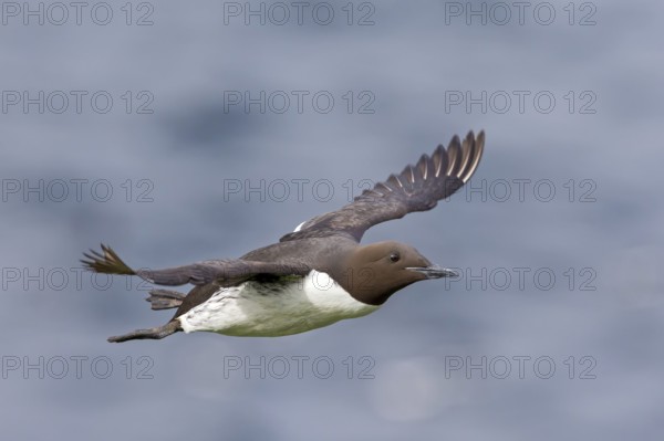 Trottellumme, Common Guillemot, Guillemot, Common Murre, Uria aalge, Guillemot de Troïl, Arao Común