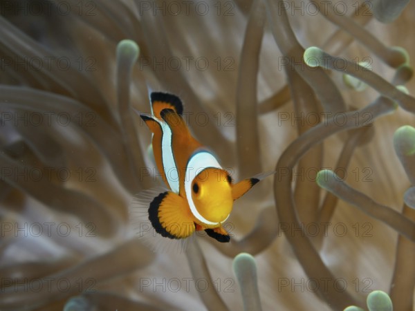 A single Ocellaris Clownfish (Amphiprion ocellaris) swims elegantly through a sea anemone, dive