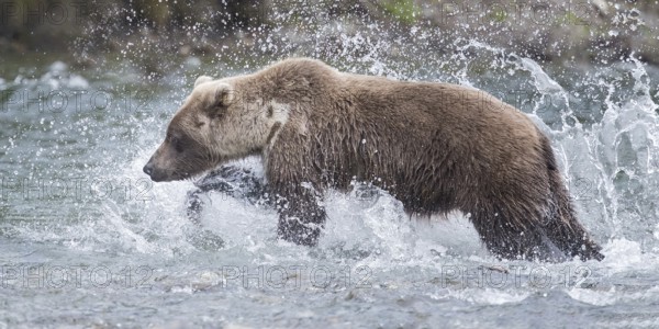 Grizzly Bear (Ursus arctos horribilis) hunting Pacific Salmon, British Columbia, Canada, North