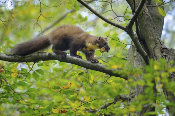European Pine Marten (Martes martes) climbing in common beech tree (Fagus sylvatica) with prey in