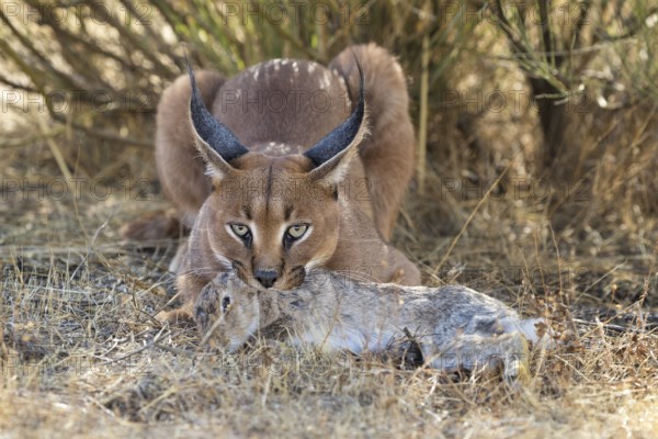 Caracal (Caracal caracal) adult hunting Iberian Hare (Lepus granatensis), Castile-La Mancha, Spain,