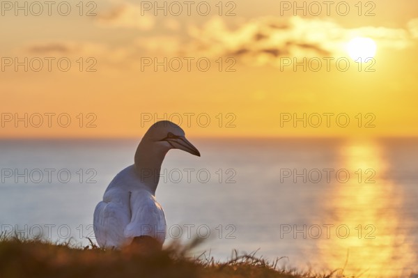 Northern gannet (Morus bassanus) standing on the cliff at sunset with the sea in the background,