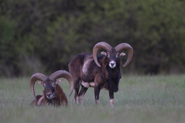 European mouflon (Ovis gmelini musimon, Syn.: Ovis orientalis musimon, Ovis aries musimon),
