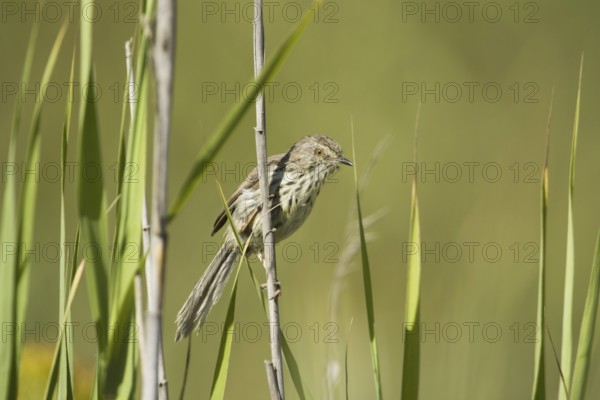 Karoo Prinia (Prinia maculosa), South Africa, Africa