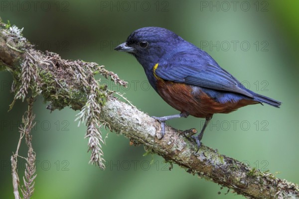 Chestnut-bellied Euphonia (Euphonia pectoralis) perched on a branch in the Atlantic rainforest of
