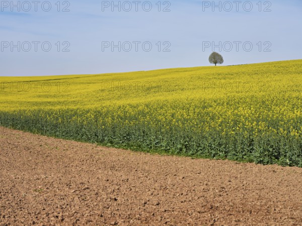 Small lime tree (Tilia), standing in a field of flowering rape, Winterschwil, Freiamt, Canton