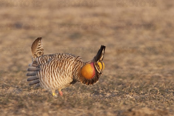 Greater Prairie Chicken (Tympanuchus cupido) male displaying, Wisconsin, USA, North America
