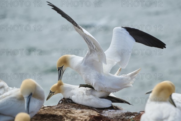 Northern gannet (Morus bassanus) couple having a love game on the cliff, wildlife, Helgoland,
