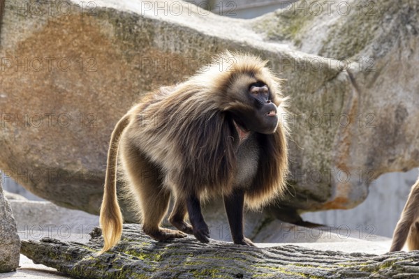 Djelada, blood-breasted baboon (Theropithecus gelada) at Wilhelma. Stuttgart Zoological and