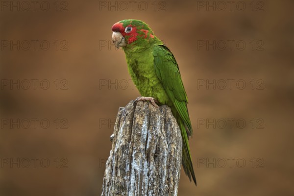 Mitred parakeet, Psittacara mitratus, red green parrot sitting on the tree trunk in the nature