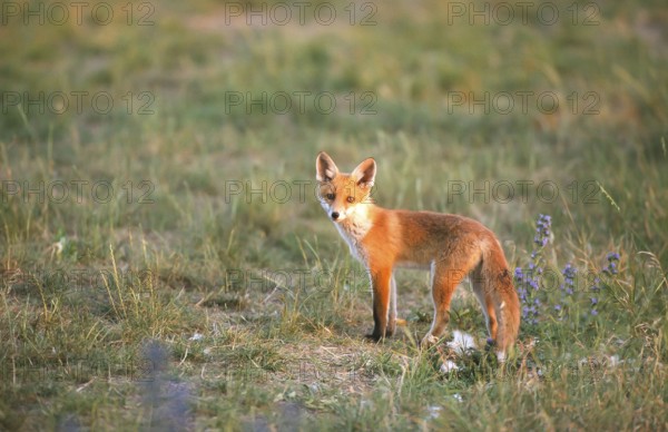 Red fox (Vulpes vulpes) Young fox looking around, Schorfheide-Chorin Biosphere Reserve,