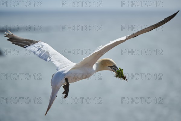Northern gannet (Morus bassanus) flying over the sea with rivet material in the beak, wildlife,
